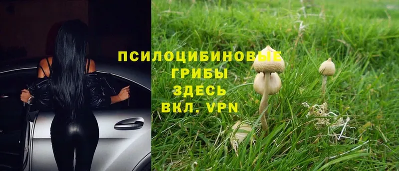 Галлюциногенные грибы Psilocybine cubensis  Катайск 